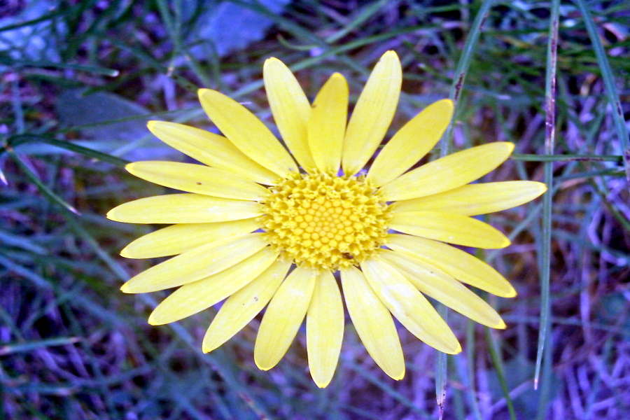 Fleur de la vallée